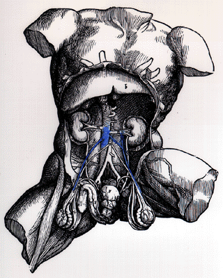 Image of spermatic Vein