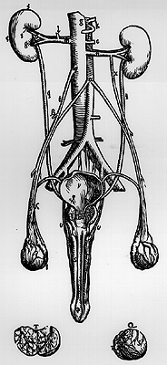 Image of spermatic vein