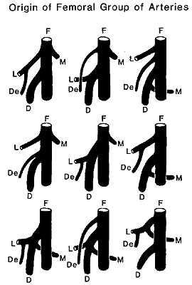 Image of the origin of deep and circumflex group of arteries