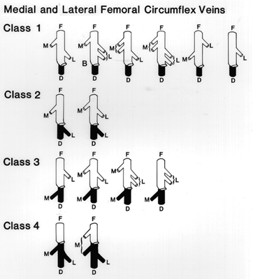 Image of medial and lateral femoral circumflex veins