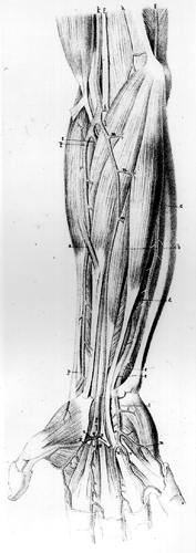 Image of median artery supplying the radial side of the hand