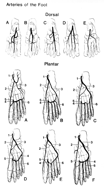 Image of arteries of the foot