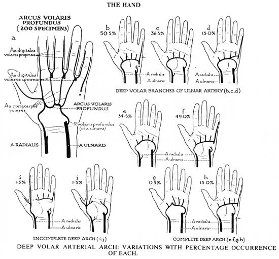 Image of deep palmar arch