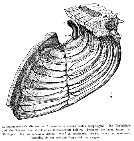 Image of lateral internal thoracic artery