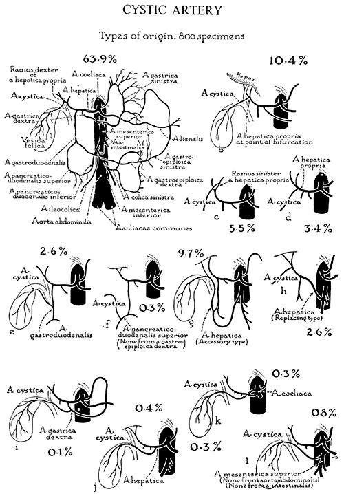 Image of cystic artery