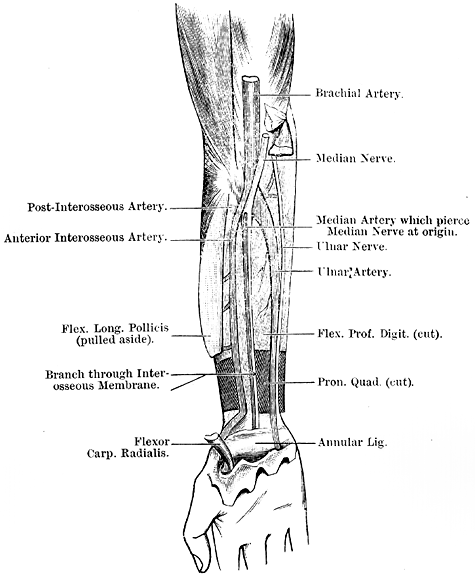 Image of median artery pierces median nerve