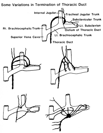 Image of thoracic duct therminations