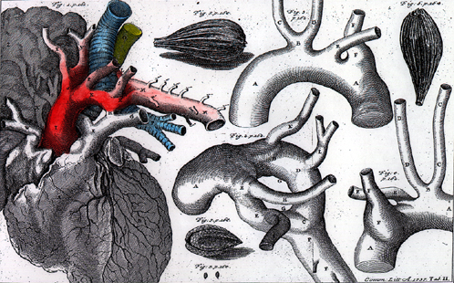 Image of aortic ring