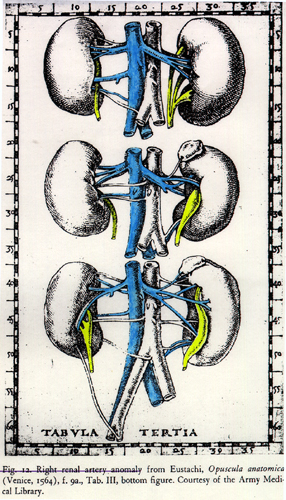 Image of multiple renal veins