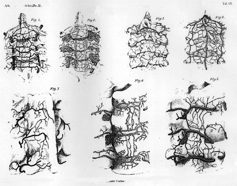 Image of vertebral circulation