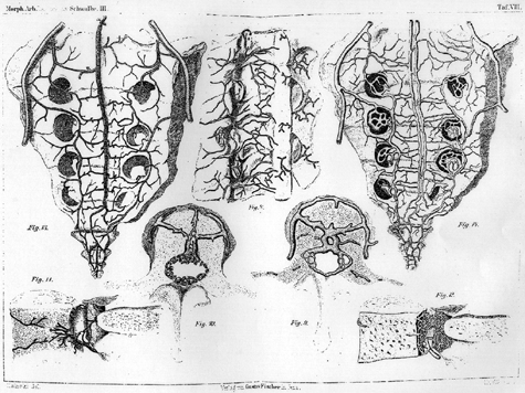 Image of vertebral circulation