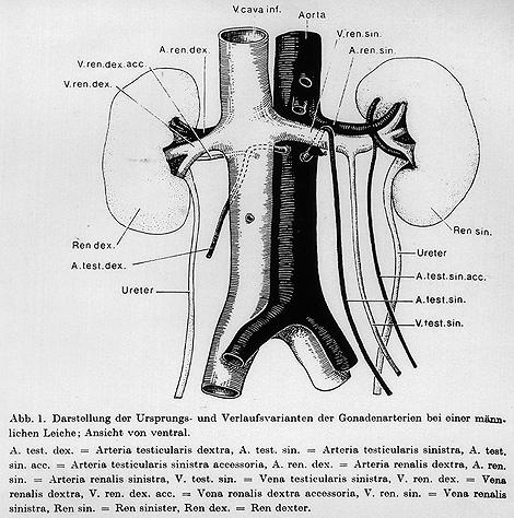 Image of testicular arteries