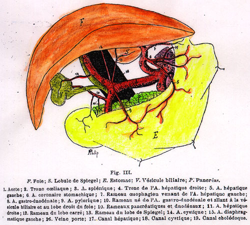 Image of coeliac trunk