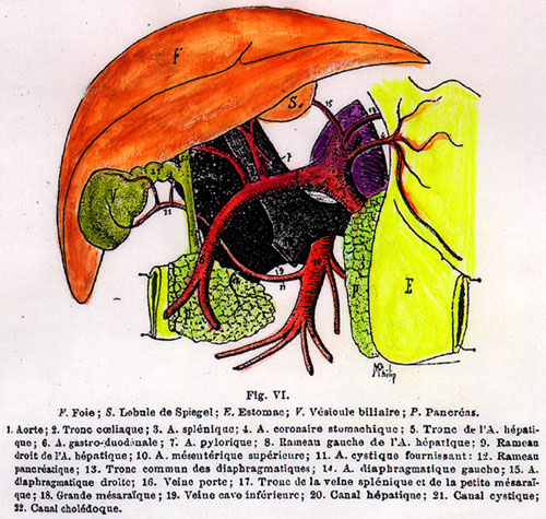 Image of coeliac trunk