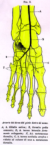 Image of dorsalis pedis artery variations