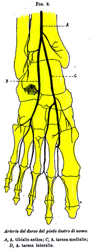 Image of dorsalis pedis artery variations