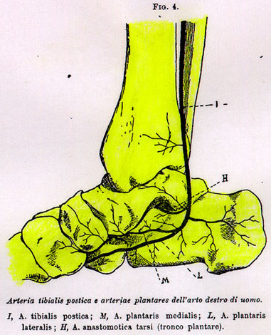 Image of tibialis posterior andplantar arteries