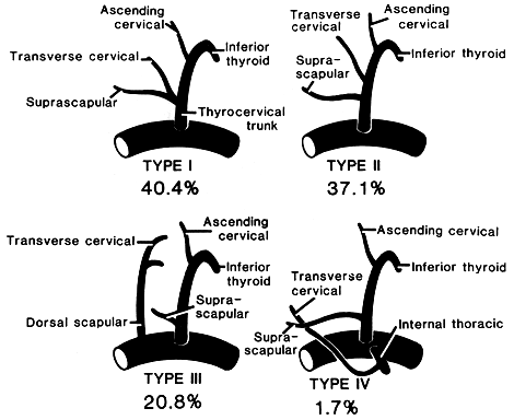 Image of origin of dorsal scapular artery