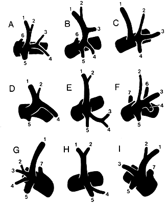 Image of different forms of thyrocervical trunk