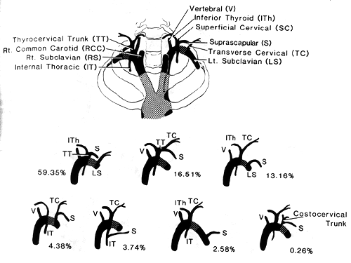 Image of suprascapular artery