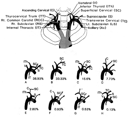 Image of superficial cervical artery