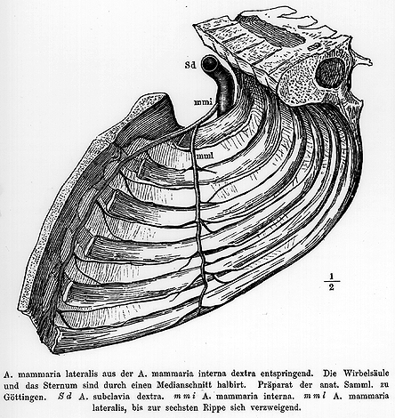 Image of lateral internal thoracic artery