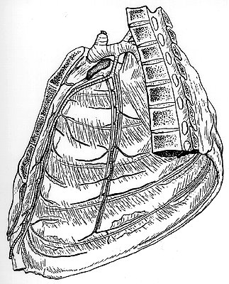 Image of lateral internal thoracic artery and vein