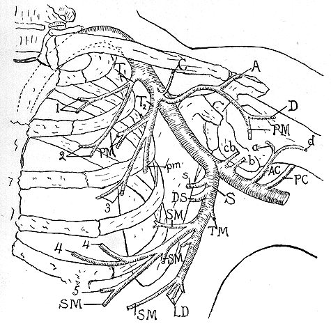 Image of composite study of axillary artery