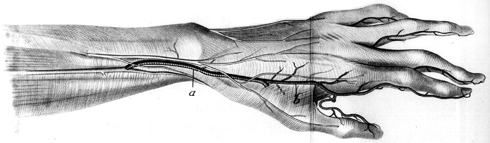 Image of deep palmar arch