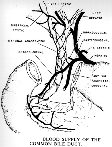 Image of blood supply of common bile duct