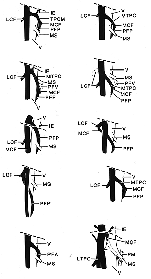 Image of femoral artery and branches