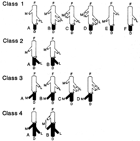 Image of circumflex veins of the thigh