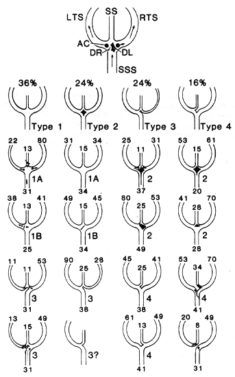 Image of confluens of sinuses