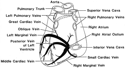 Image of absence of the coronary sinus