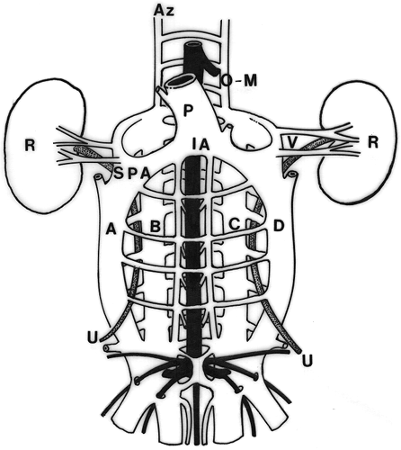 Diagram of embryologic enous plan