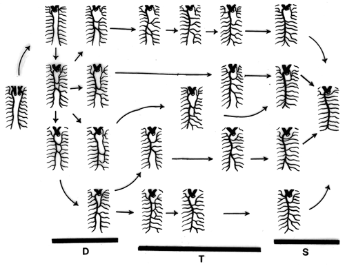 Image of vena azygos patterns