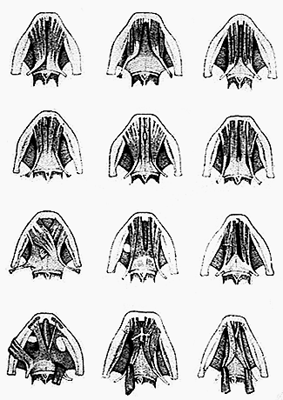 Image of varieties of the anterior belly of digastricus