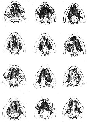 Image of varieties of the anterior belly of digastricus