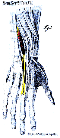 Image of extensor digiti medii longus and brevis