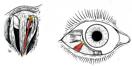 Image of the eye