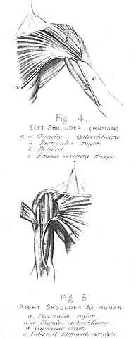 Image of chondroepitrochlearis