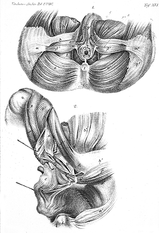 Image of gluteoperinealis