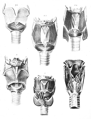 Image of varieties of muscle associated with the cricoid and thyroid cartilages