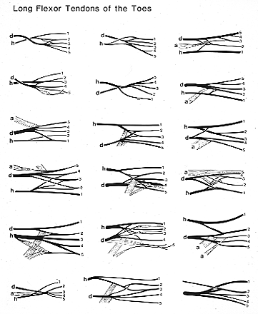 Image of long flexor tendons of the toes