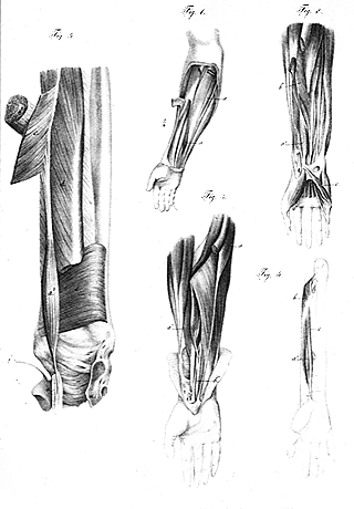 Image of varieties of palmaris longus