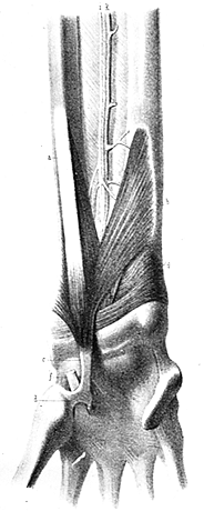 Image of cubitoradiocarpien