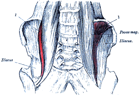 Image of psoas minor