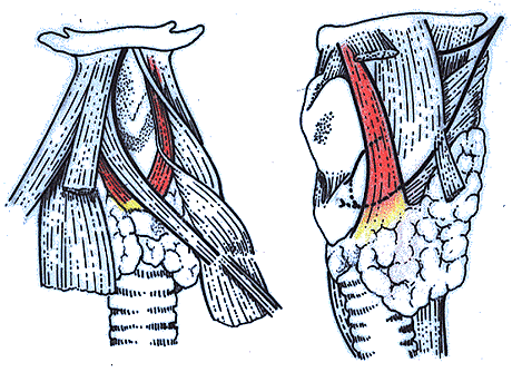 Image of levator glandulae thyroideae