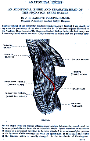 Image of third head of biceps brachii