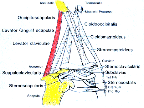 Image of occipitoscapularis